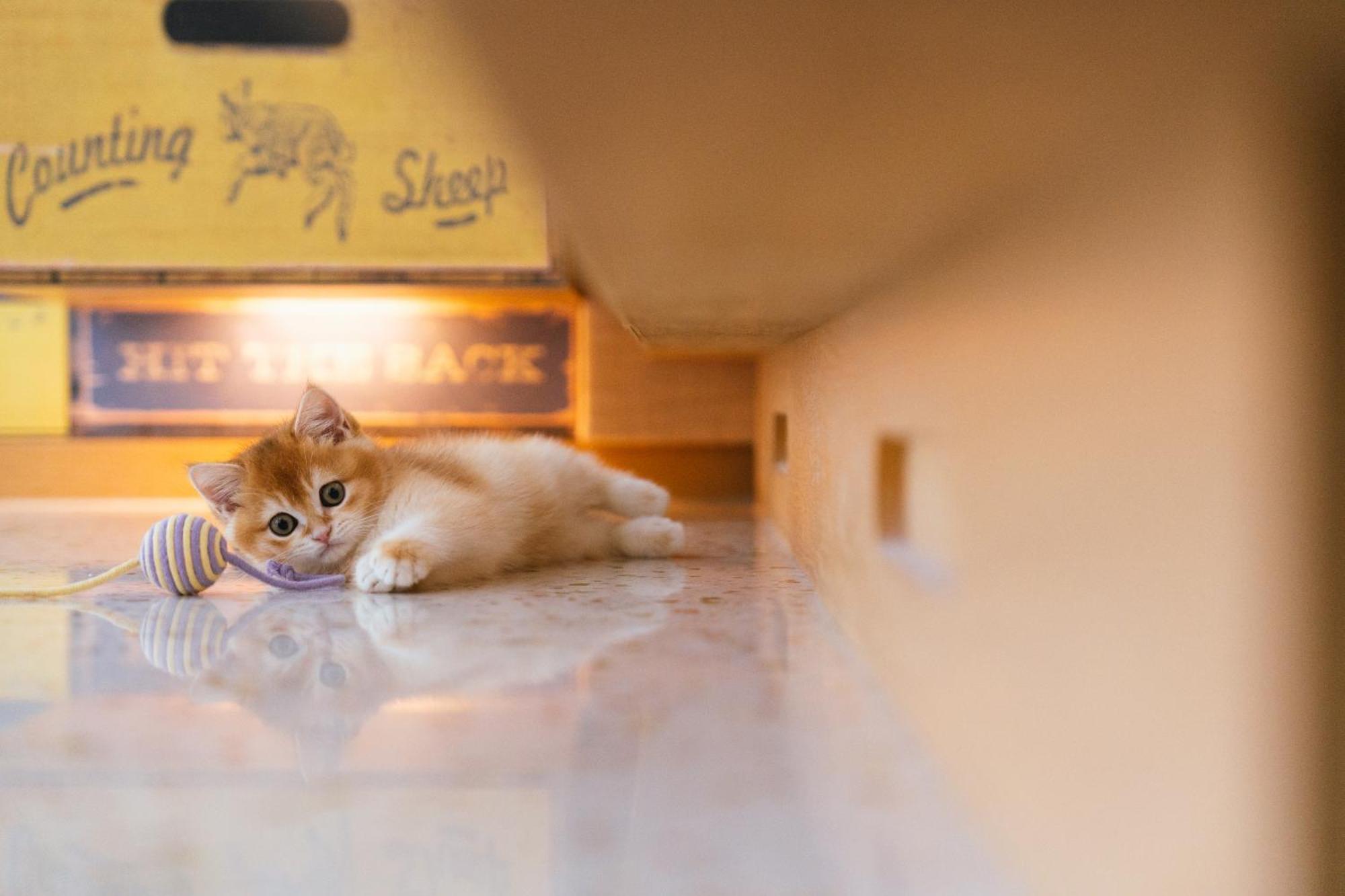 Hotel Indigo Kaohsiung Central Park By Ihg Esterno foto A kitten